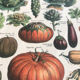 Planche vintage originale légumes