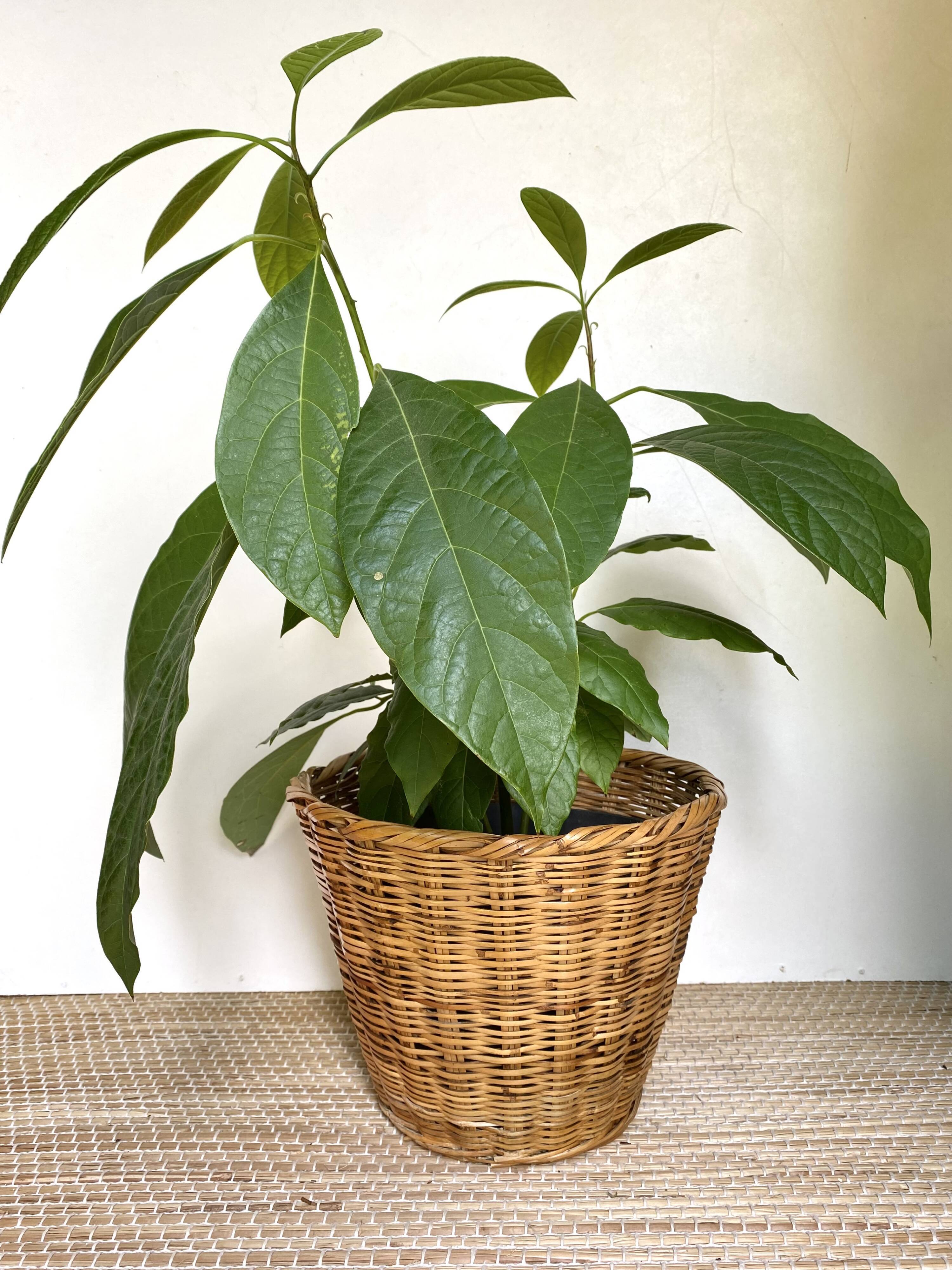 Wicker basket planter