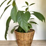 Wicker basket planter