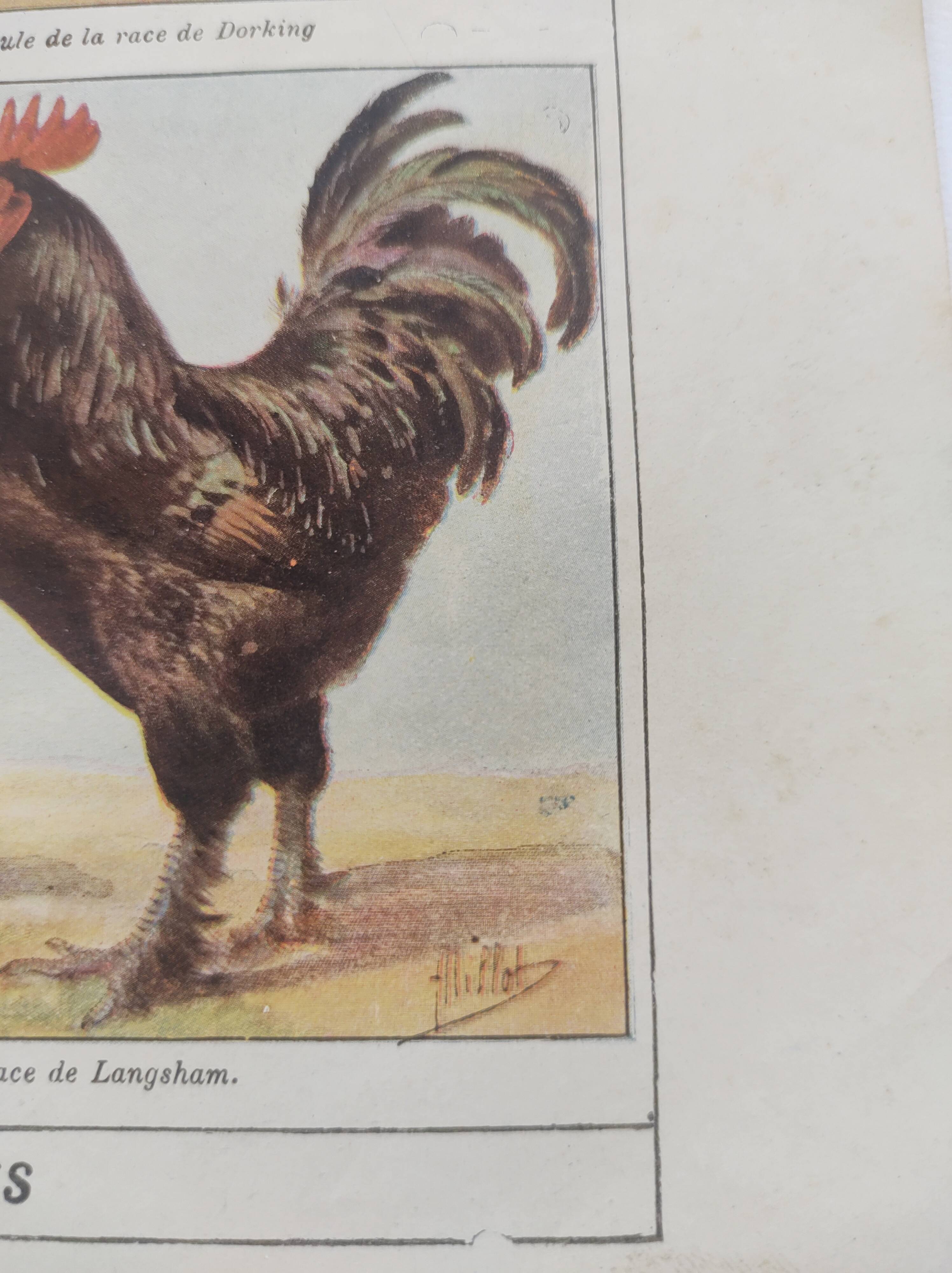 Planche zoologique par A.Millot • Poules et coqs (2) • Gravure ancienne originale de 1920