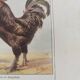 Planche zoologique par A.Millot • Poules et coqs (2) • Gravure ancienne originale de 1920