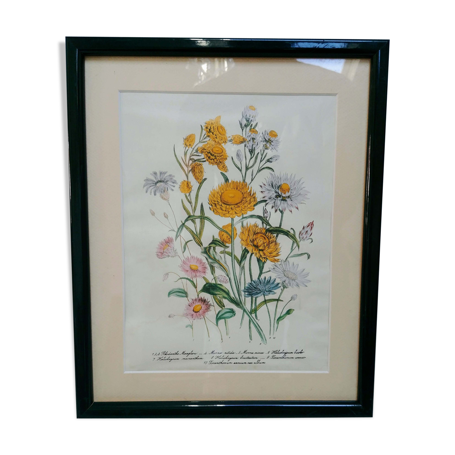 Old framed botanical poster