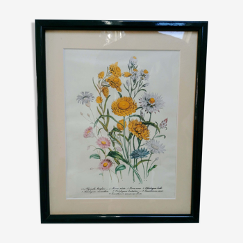 Old framed botanical poster