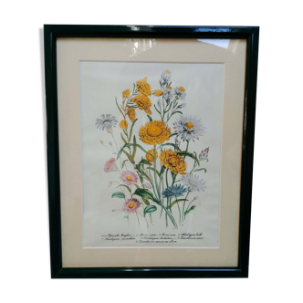 Old framed botanical poster