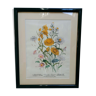 Old framed botanical poster