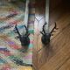 Pair of vintage deer head andirons
