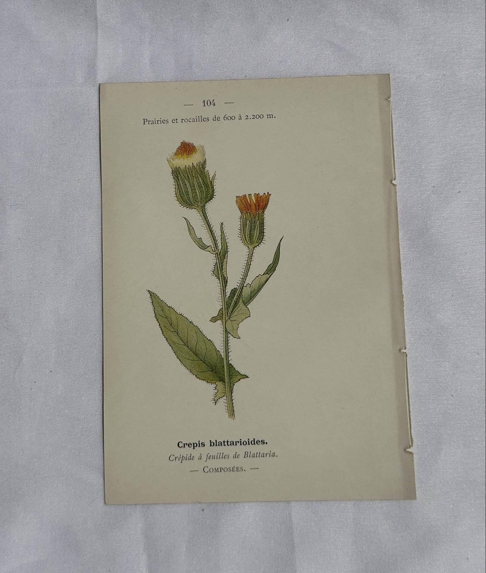 Old Botanical Engravings 19th Century – Naturalist Lithographs Flowers &