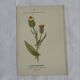Old Botanical Engravings 19th Century – Naturalist Lithographs Flowers &