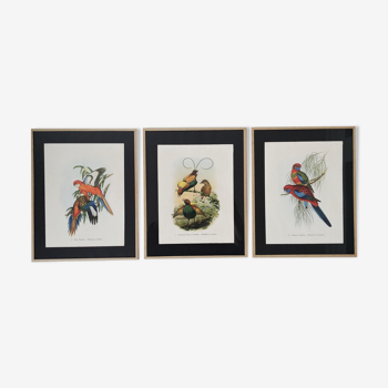 Trois gravures d'oiseaux exotiques