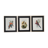 Three engravings of exotic birds