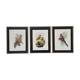 Three engravings of exotic birds