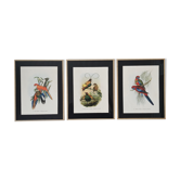 Three engravings of exotic birds