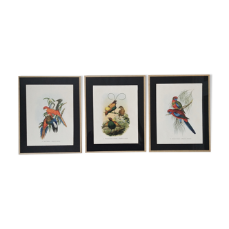 Three engravings of exotic birds