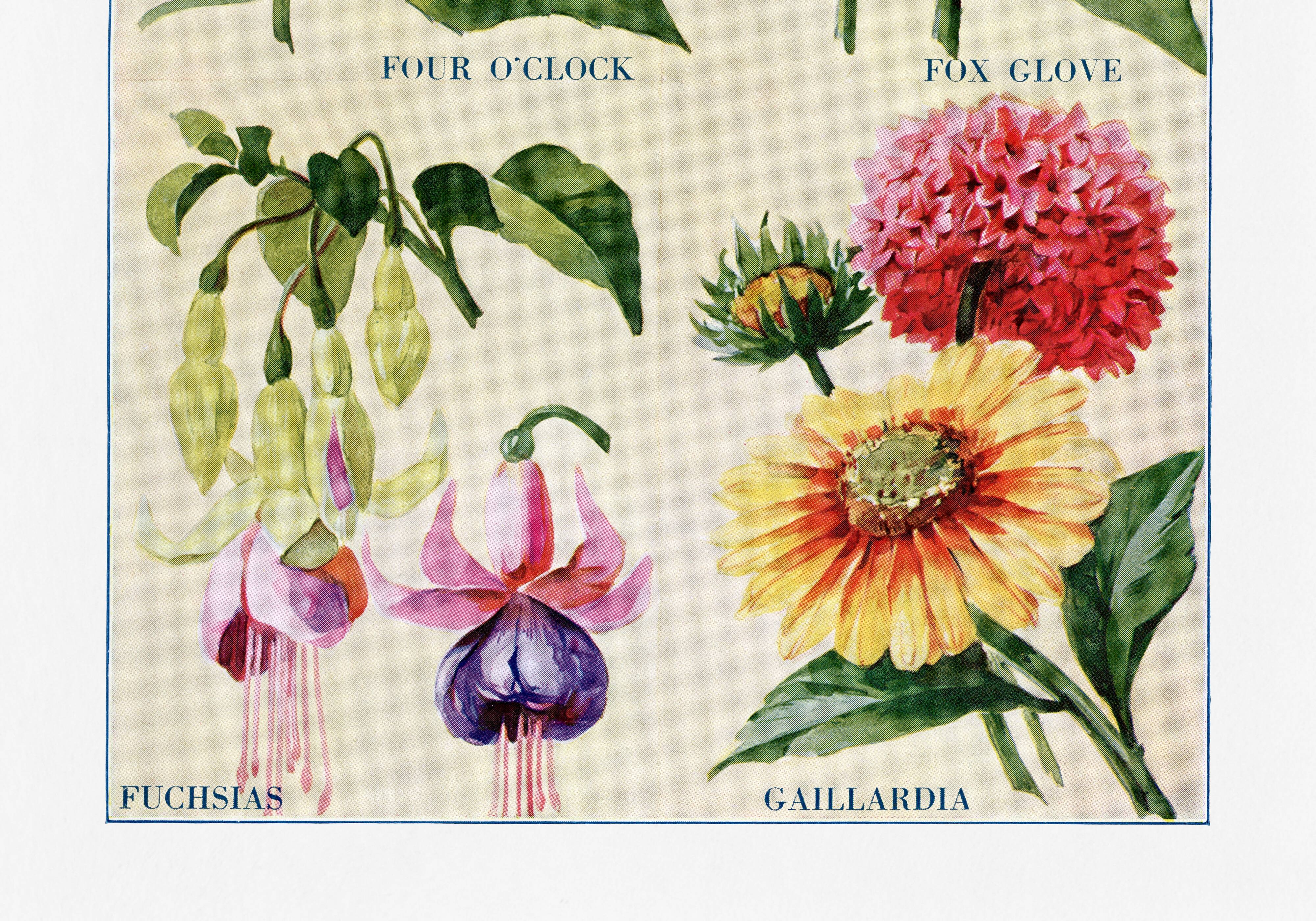 Poster featuring Belle-de-nuit, Digitale, Fuchsia and Gaillarde
