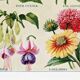 Poster featuring Belle-de-nuit, Digitale, Fuchsia and Gaillarde
