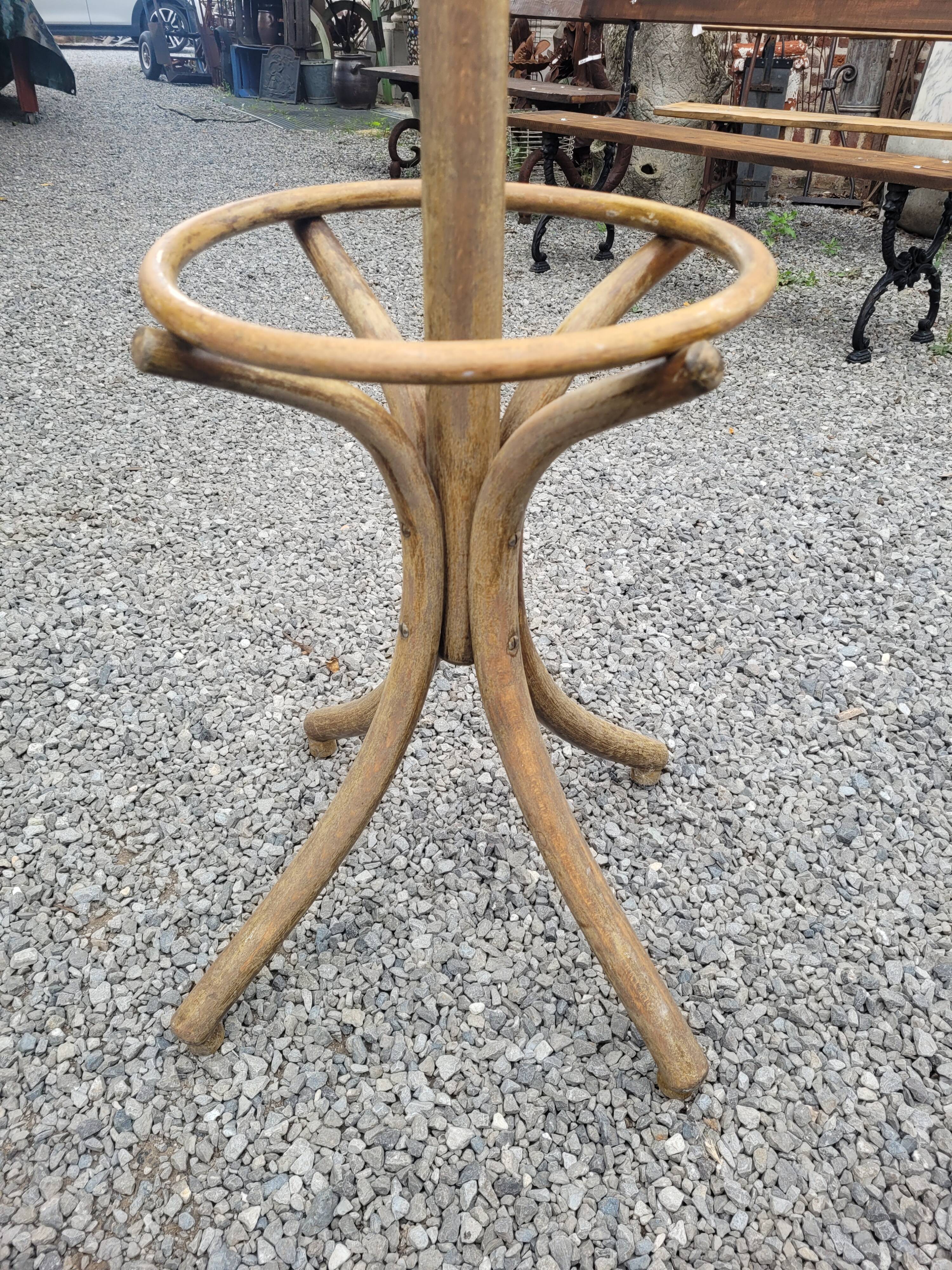 Old parrot in curved wood