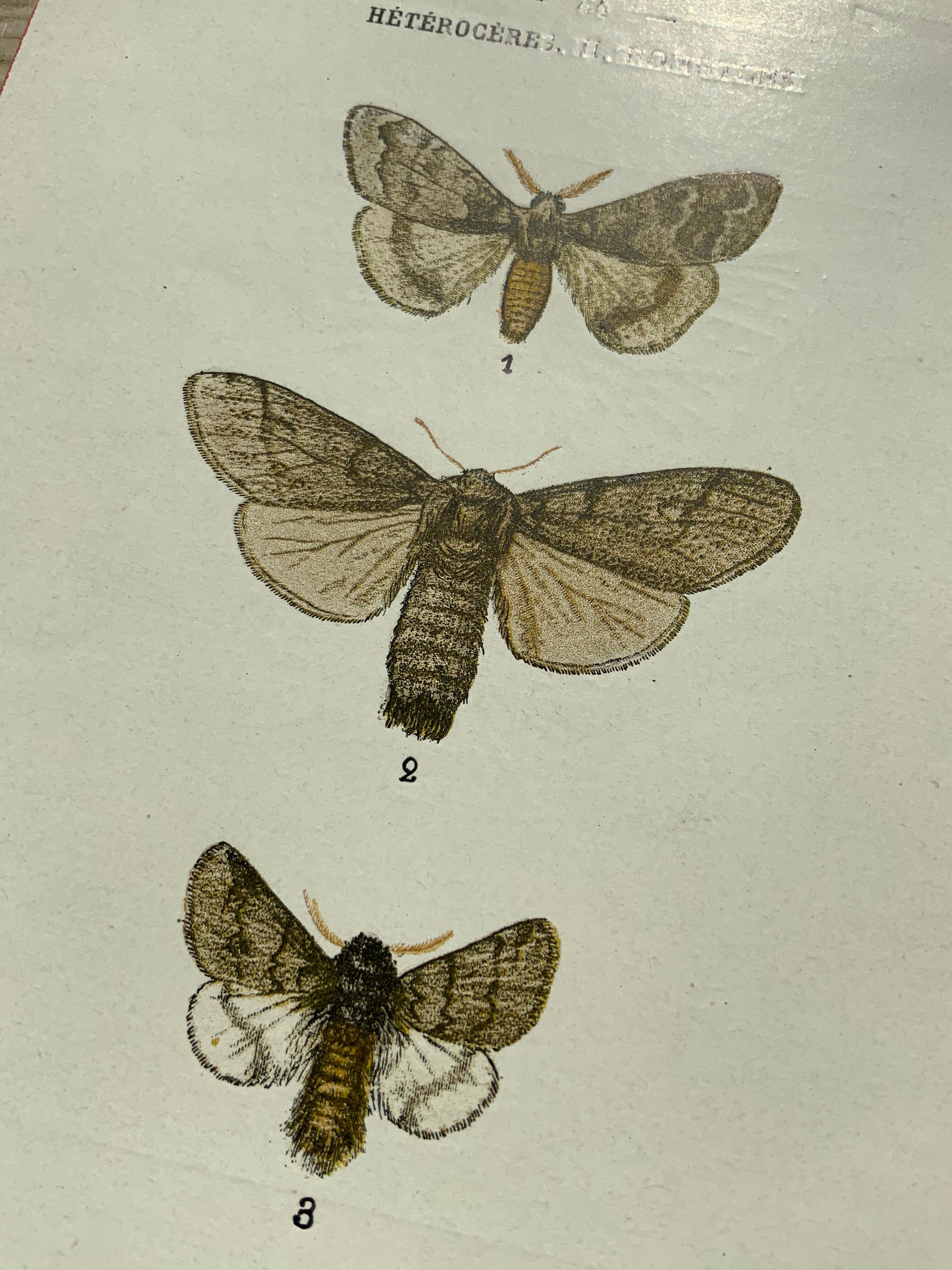 Planche botanique vintage gravure papillon ancienne 1903 double face G. Denise