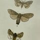 Planche botanique vintage gravure papillon ancienne 1903 double face G. Denise