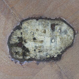 Round Coffee Table by Karel Koželka & Antonin Kropáček for Interier Praha, 1940s