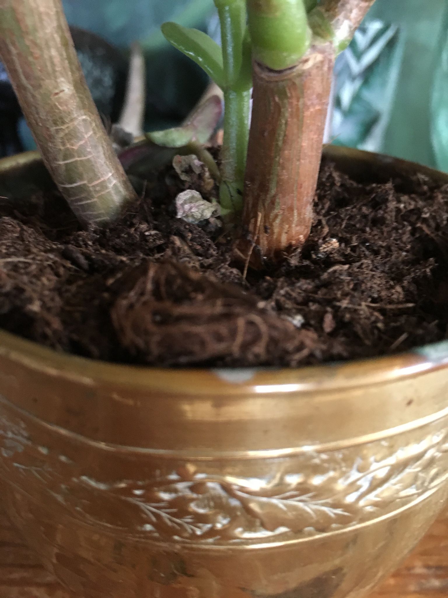 Cache pot en cuivre