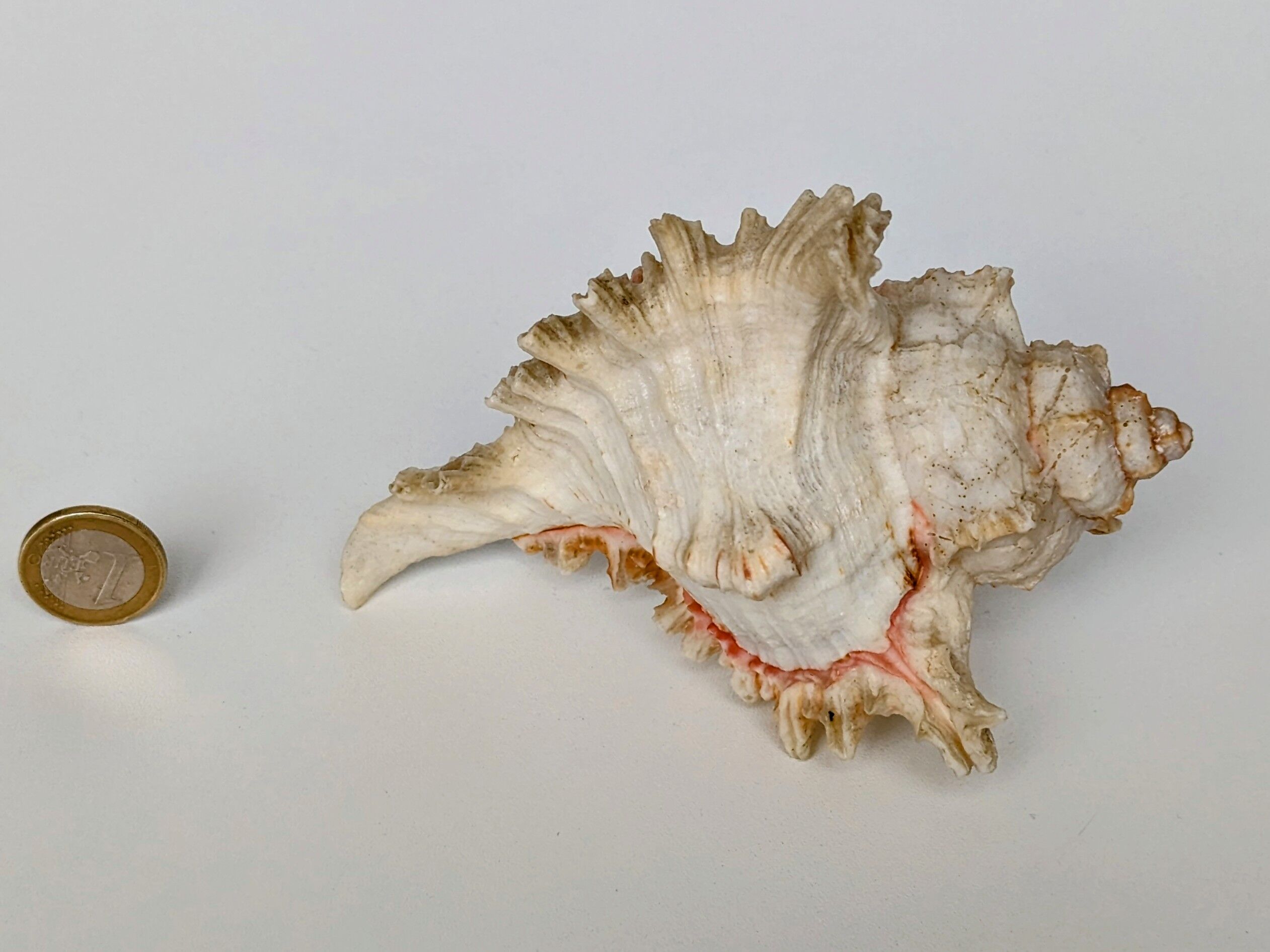 Shell Murex ramosus