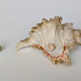 Shell Murex ramosus