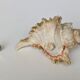 Shell Murex ramosus