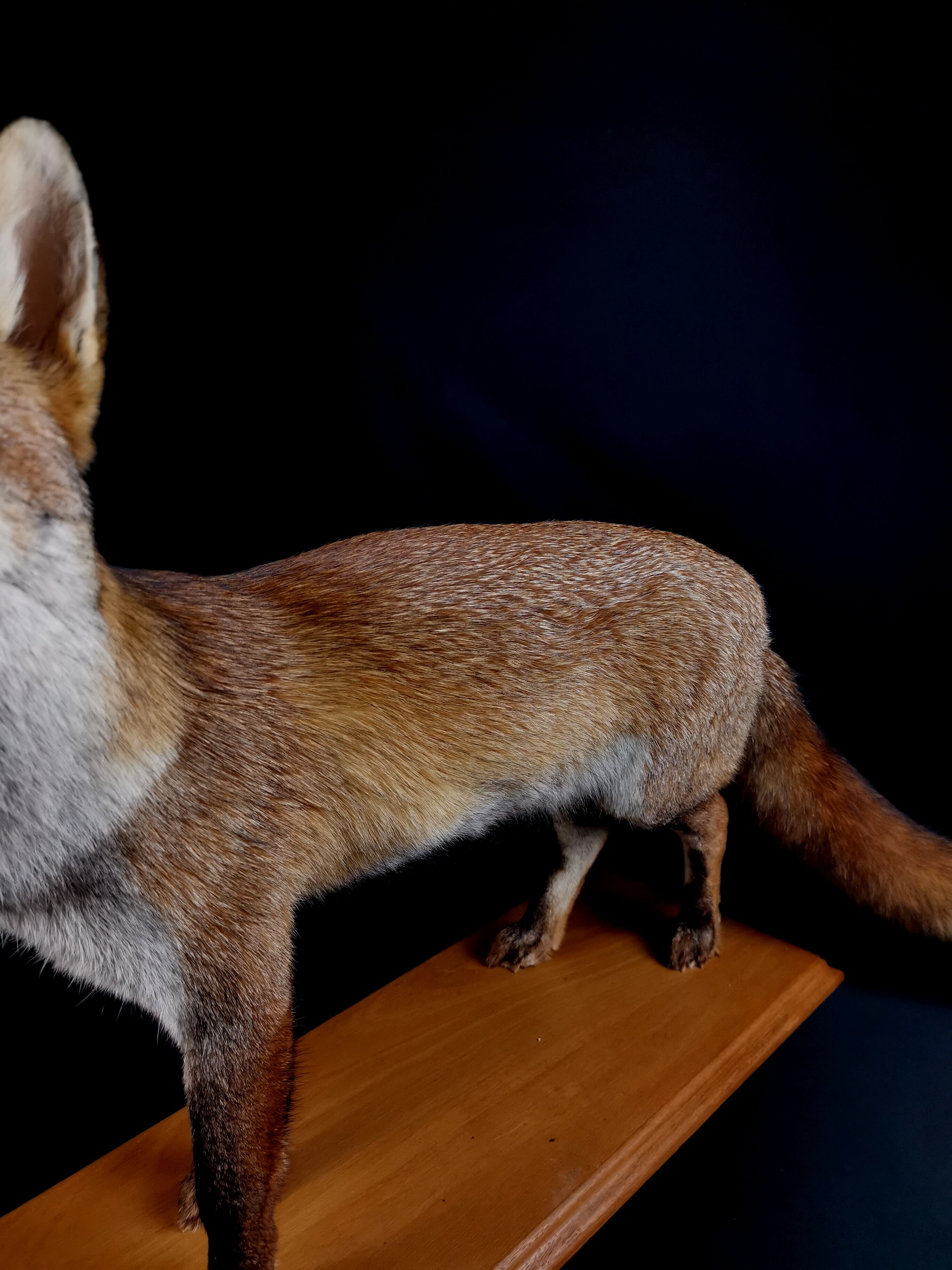 European red fox naturalized taxidermy