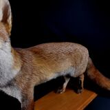 European red fox naturalized taxidermy