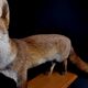 European red fox naturalized taxidermy