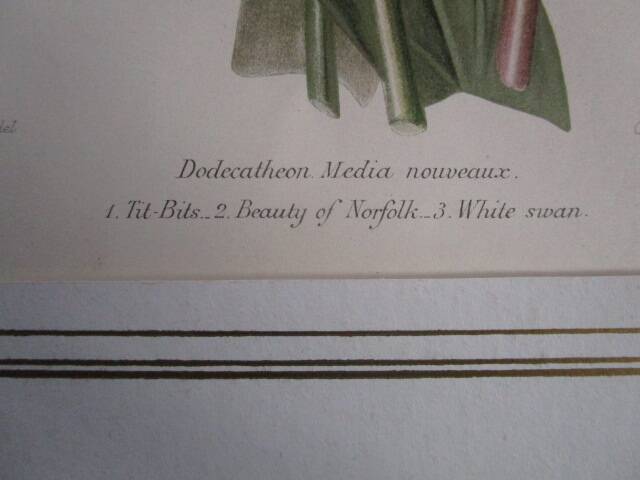 Old botanical engraving "dodecatheon"