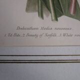 Old botanical engraving "dodecatheon"