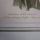 Old botanical engraving "dodecatheon"
