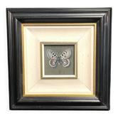 Pastel, butterfly drawing signed, 20th century frame
