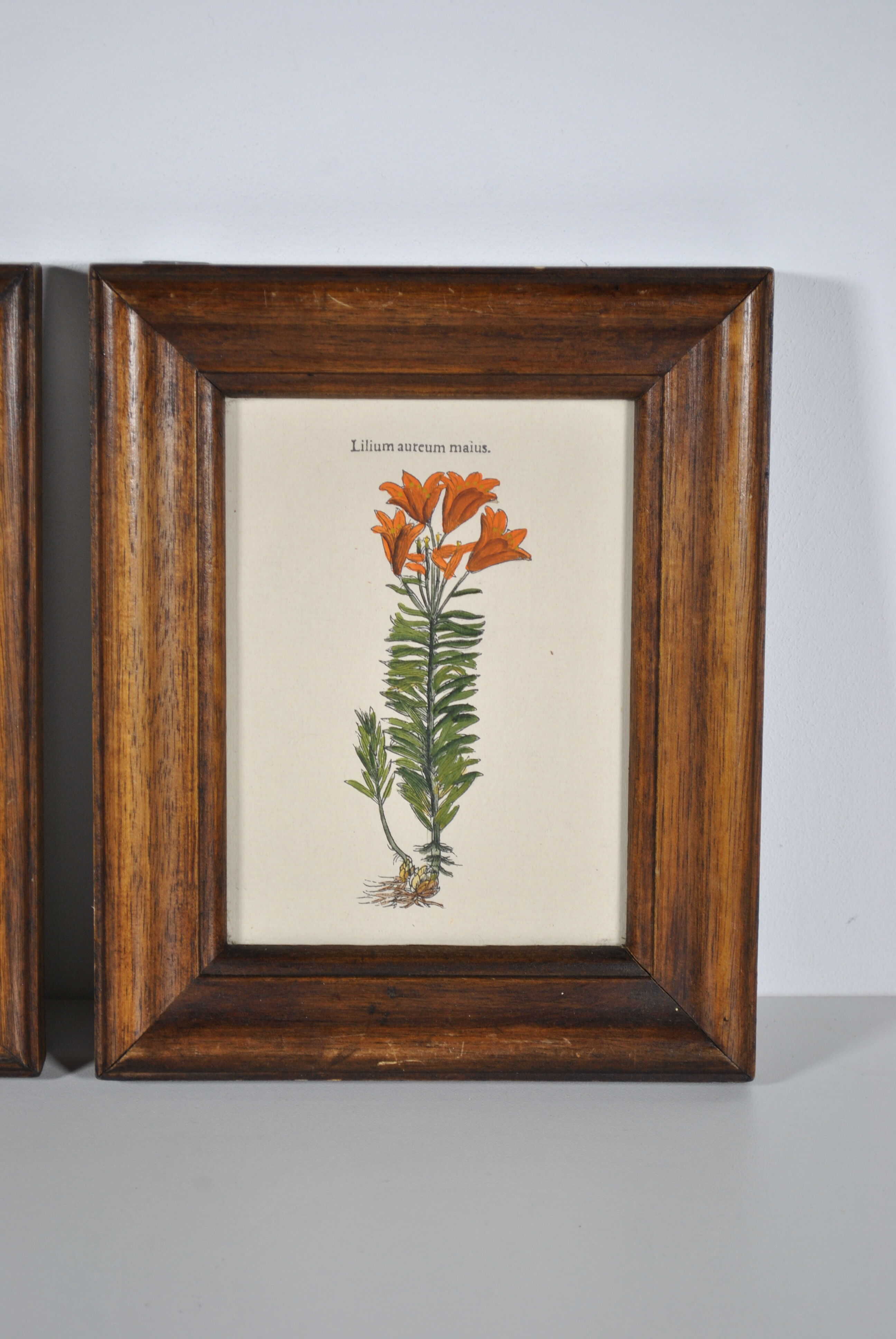 Botanical illustration tables 1960