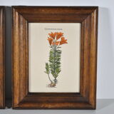 Botanical illustration tables 1960