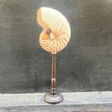 Large Tiger Nautilus shell on turned wooden base, old cabinet of curiosities