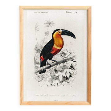 Poster of the Toucan, based on an old engraving from 1849.