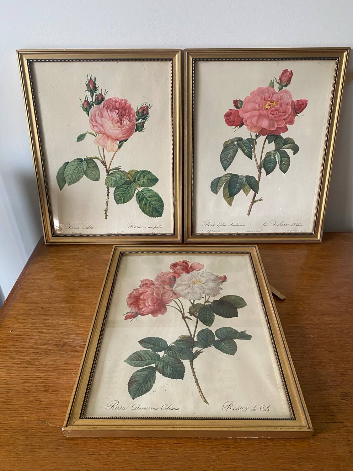 Antique lithographs by pierre joseph redouté, roses + gilded wood frame