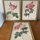 Antique lithographs by pierre joseph redouté, roses + gilded wood frame