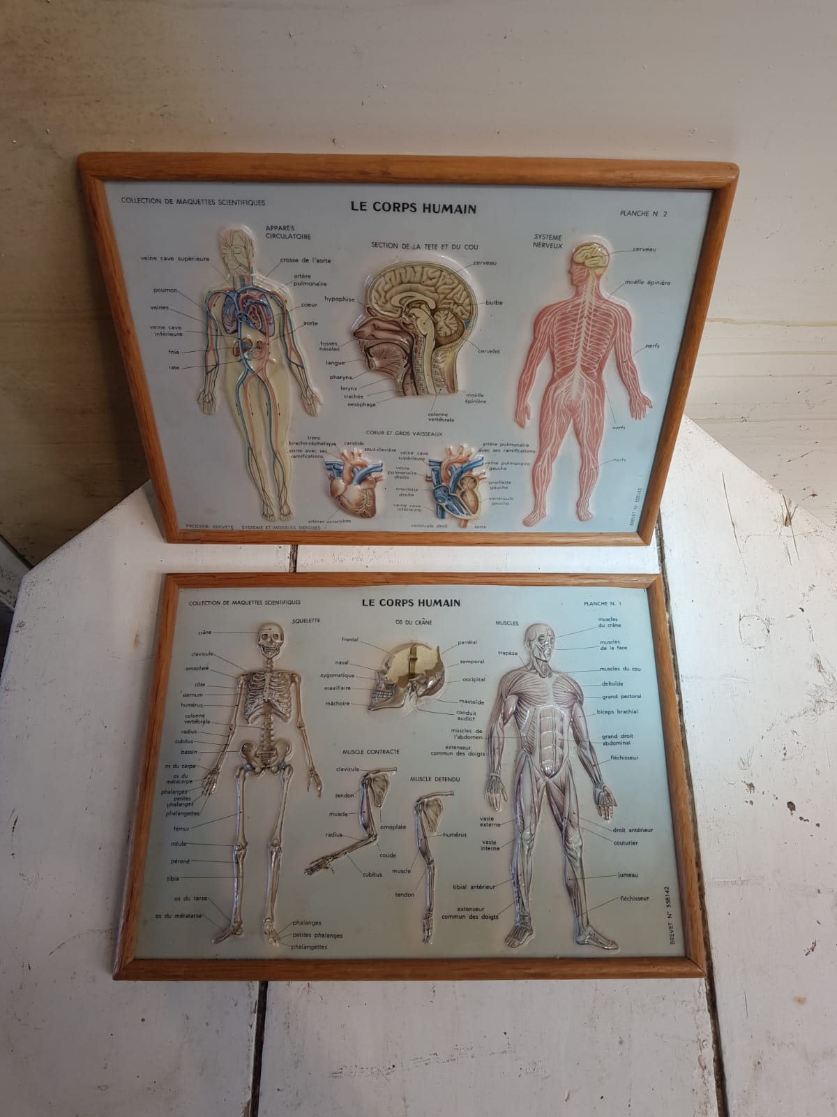Pair old medical board the human body + vintage wood frame