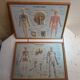Pair old medical board the human body + vintage wood frame