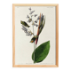 Poster about the Goldcrest, after an old engraving from 1827.