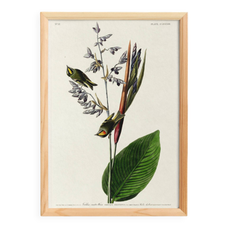 Poster about the Goldcrest, after an old engraving from 1827.