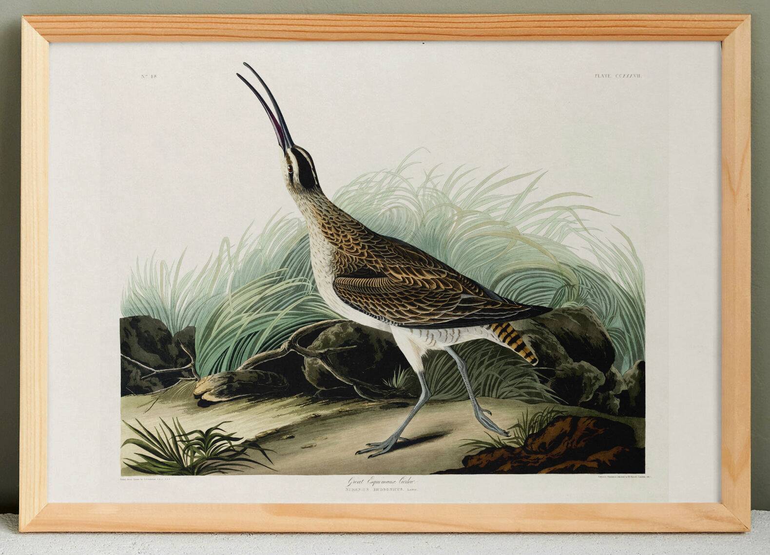 Poster about the Eurasian Curlew, based on an old engraving from 1827.