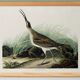 Poster about the Eurasian Curlew, based on an old engraving from 1827.