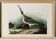 Poster about the Eurasian Curlew, based on an old engraving from 1827.