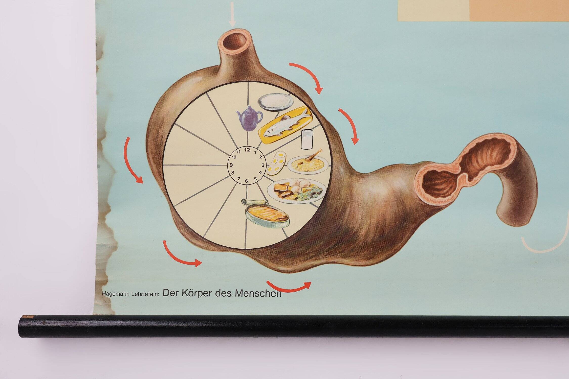 Mid-Century School Map of Digestion, Germany, 1960s