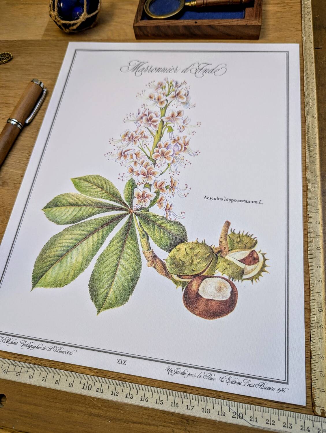 Printed in 1986, the Horse Chestnut. Vintage Botany.