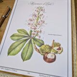 Printed in 1986, the Horse Chestnut. Vintage Botany.